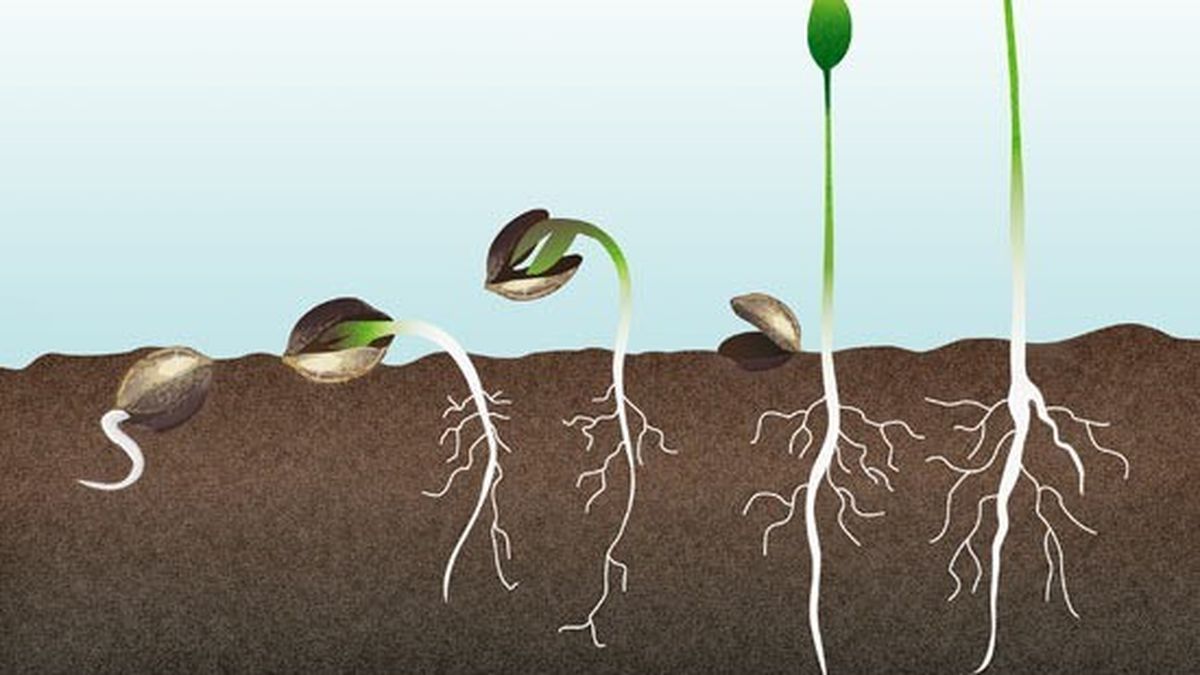 Cómo germinar semillas marihuana servilleta