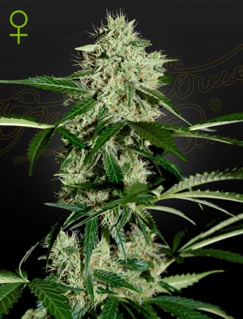 Northern Lights auto x3 Green House