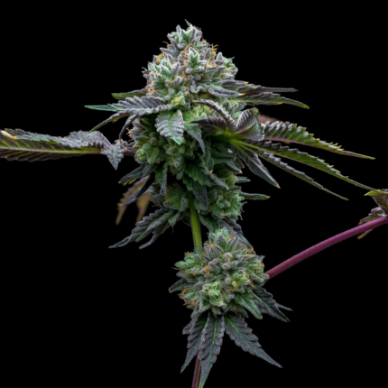 Tangie x3 Granel