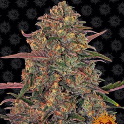 Pineapple Chunk x3 Barney´s Farm