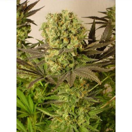 Somango x Critical Granel x1