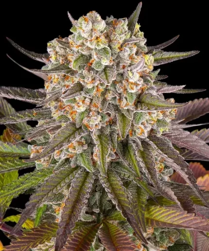 Limoncello Fem x3 barney farms