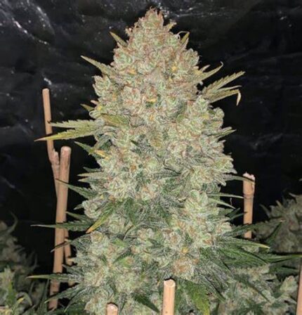 Jack Herer Auto Autofloreciente x3 de Green House Seeds