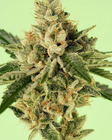 Lemon Cherry Celosa Shuga x3