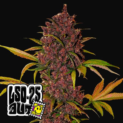 Auto LSD-25 – Granel Seeds - X1