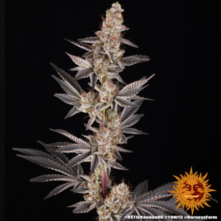 RS11 x Banana OG fem x 3 barney farm