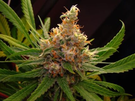 Original SLH x5 SÚPER LEMON HAZE