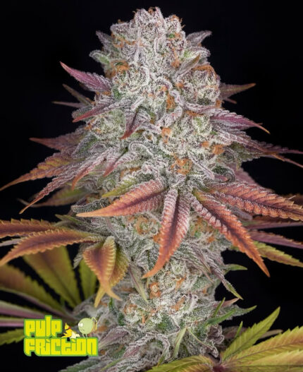 Pulp Friction Feminizada x3 de Green House Seeds