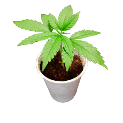 Plantin feminizado x6