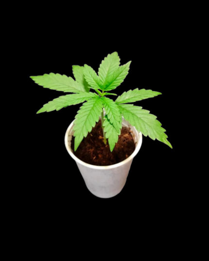 Plantin automatico (autoflorciente) x6